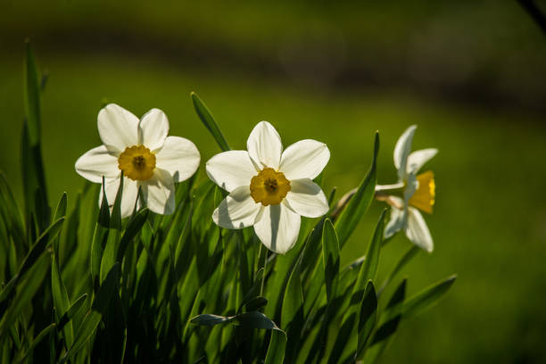 istock Beautidul white daffodils blossoming in the spring garden. 1146051378
