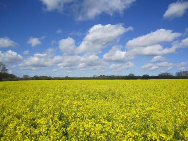 istock Oilseed rape yellow flowers, blue sky and white cumulus clouds 1146051471
