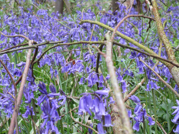 istock Bluebells in ancient Norsey Wood 1146052548