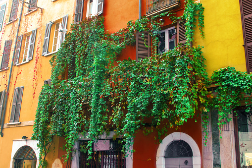Yellow wall, balcony of an italian house ivy-covered. Italian building exterior.