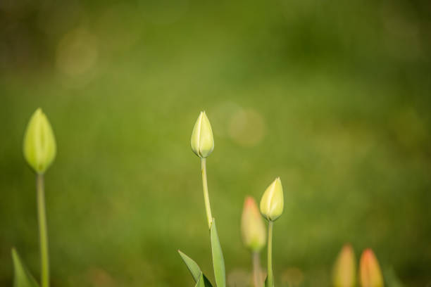istock Green, closed tulip buds in a spring garden. 1146054335