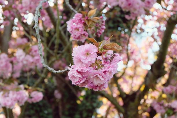 istock Beautiful pink cherry blossom in spring background. 1146054530