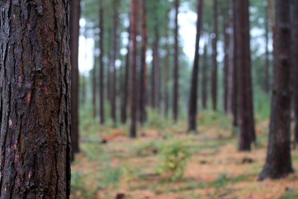 Lined trees during Autumn in the New Forest National Park, UK