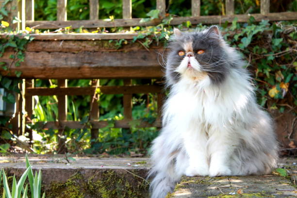 Persian Cat by Pond Grey and White Persian Cat sat by pond persian cat stock pictures, royalty-free photos & images