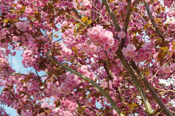 istock Beautiful pink cherry blossom in spring background. 1146054854