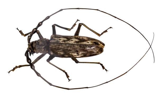 istock beetle batocera wallacei in frame isolated on white background 1146054881
