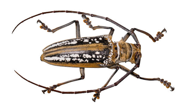 istock beetle batocera wallacei in frame isolated on white background 1146054897