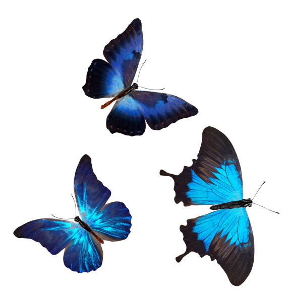 istock flock of blue butterflies isolated on white 1146055614