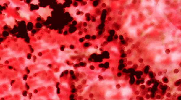 blood corpuscles a microscope, blood type view macro - Image. Blood cells blood corpuscles a microscope, blood type view macro - Image. Blood cells red blood cell photos stock pictures, royalty-free photos & images