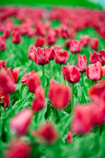 istock Tulips in garden 1146056352