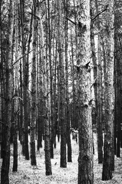 istock Abstract background. Monochrome texture. Image includes a effect the black and white tones 1146056876