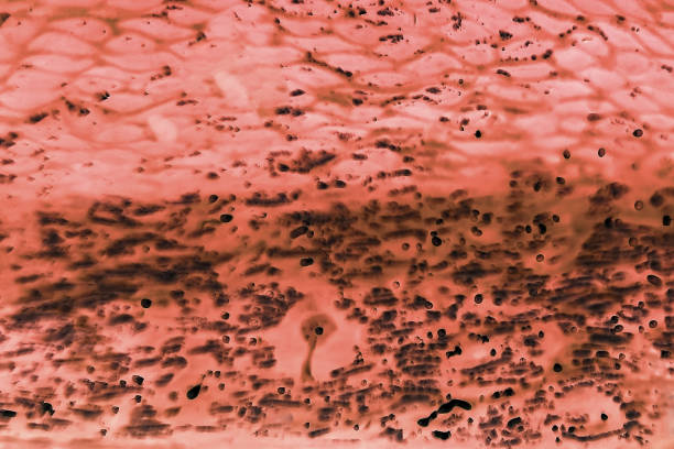 istock bacteria or cells under a microscope. Multiplication of bacteria or infection. Scientific experience. attacking cells - Image 1146057176