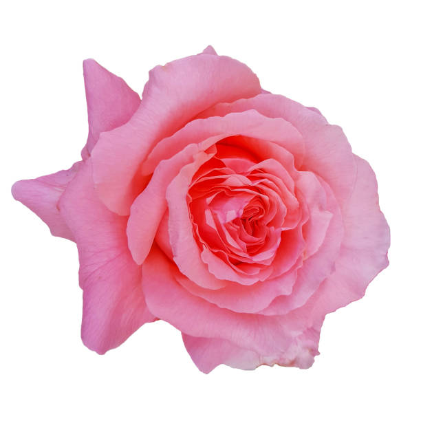 istock The head of a pink rose bud blooming 1146058447