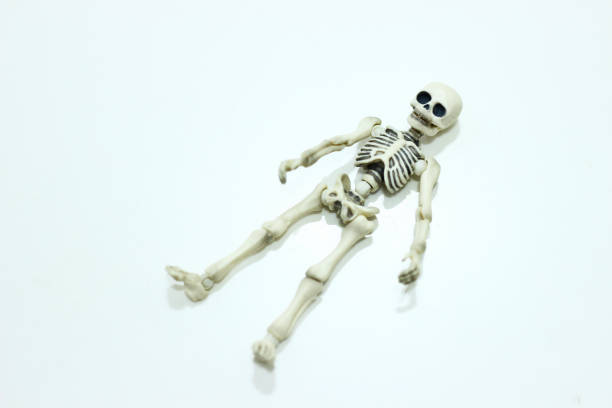 istock The human skeleton model isolated on the white background 1146058468