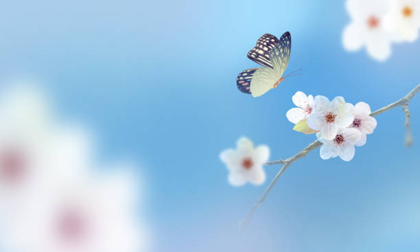 istock beautiful butterfly on white flower, sky background 1146058882