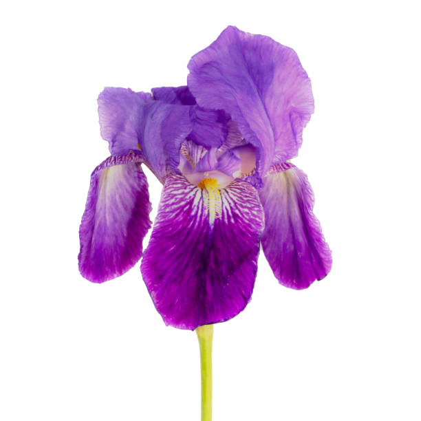 istock head of iris flower on white background 1146058926