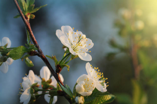 istock Spring cherry blossom background. Beautiful nature scene with blooming tree on green background. Spring flowers 1146059629
