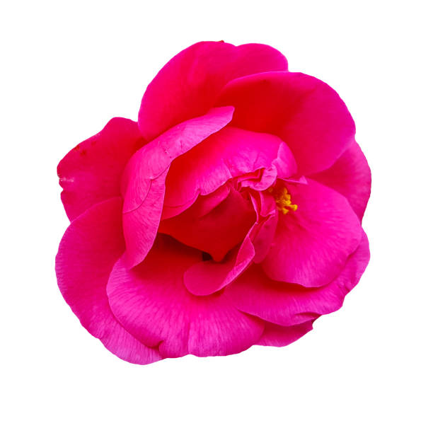 The head of a pink rose bud blooming in half isolated on white bacground