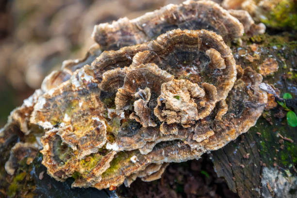 istock Fungus on tree stump in Highgate wood, London 1146060005