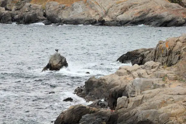 Photo of Hooded Cormorant on a rock in Black Sea
