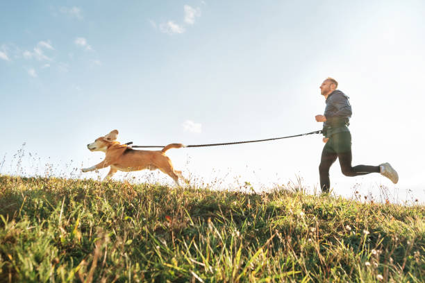 esercizi di canicross. l'uomo corre con il suo cane beagle. attività sportiva all'aria aperta con animale domestico - pets grass scenics dog foto e immagini stock