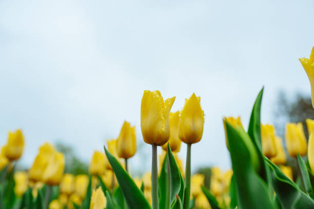 istock Tulips in garden 1146060955
