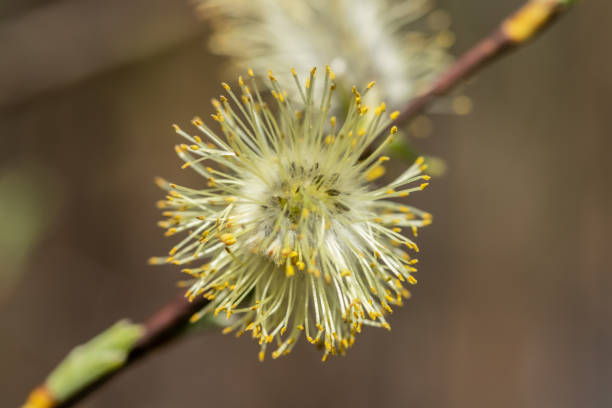 istock Willow - Salix caprea - buds blossoming in spring, Finland 1146061160