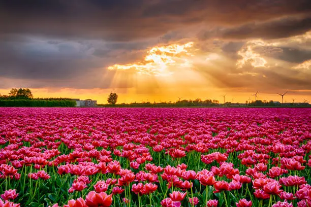 Field of beautiful tulips and the sun is breaking through the clouds