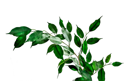 Twig of Ficus benjamina with green cuspidal leaves isolated on white background. Ficus - popular houseplant for indoor floriculture, phytodesign and landscaping premises. Decorative plant