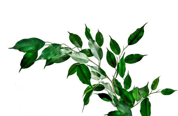 Twig of Ficus benjamina with green leaves isolated on white background. Twig of Ficus benjamina with green cuspidal leaves isolated on white background. Ficus - popular houseplant for indoor floriculture, phytodesign and landscaping premises. Decorative plant fig photos stock pictures, royalty-free photos & images
