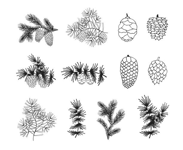 Hand drawn fir, pine, cedar branches and cones. Christmas holiday coniferous plants for decoration. Vector isolated xmas design elements. Hand drawn fir, pine, cedar branches and cones. Christmas holiday coniferous plants for decoration. Vector isolated xmas design elements. christmas pine cone frame branch stock illustrations