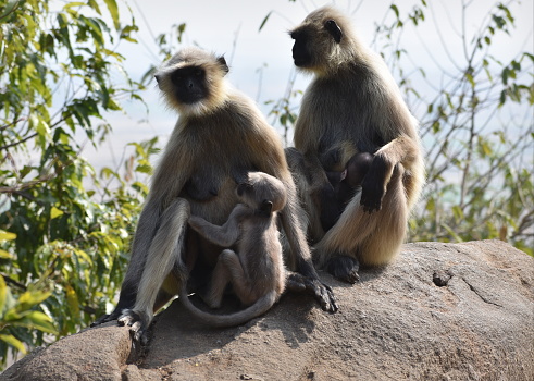 Langur Monkey Family Stock Photo - Download Image Now - Ancient, Animal,  Animal Wildlife - iStock