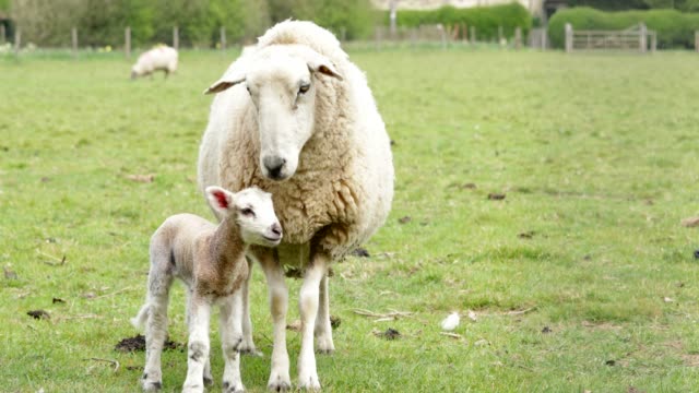 Lamb With Mother In Spring Farm Field