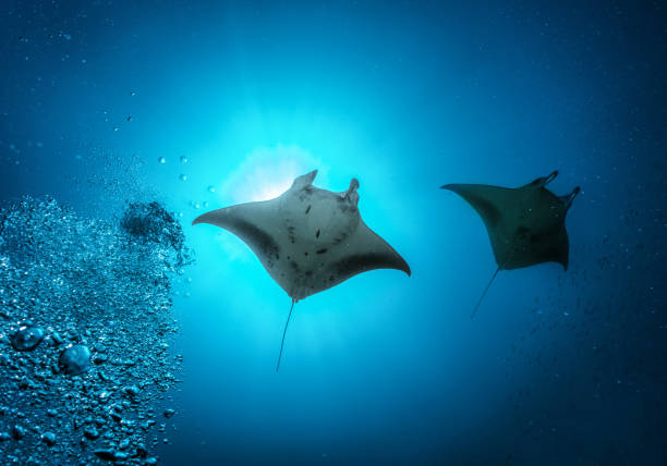 Manta Ray in the Indian Ocean, Maldives