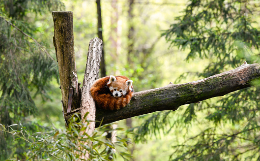 Red panda In A Tree
