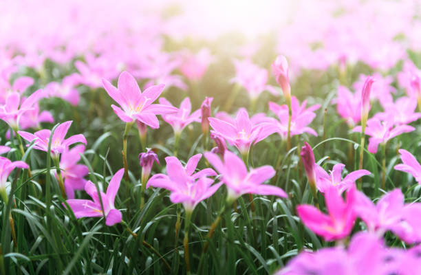 zephyranthes grandiflora fiori rosa o giglio delle fate - zephyranthes lily foto e immagini stock