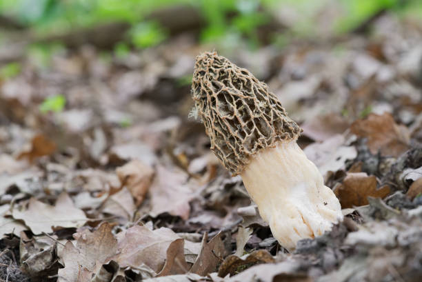 Morchella esculenta edible mushroom