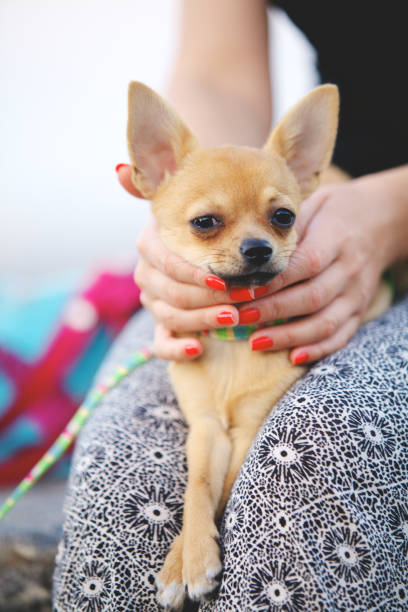 istock Chihuahua dog sits on female legs 1146067005