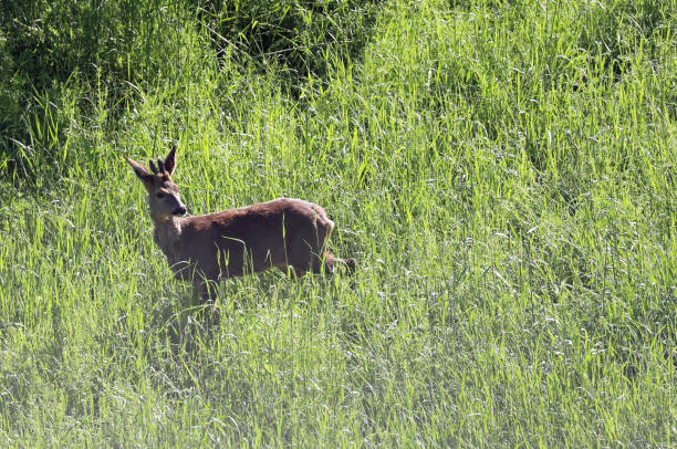 istock roe deer grazes in the clearing near the forest after waking 1146067239