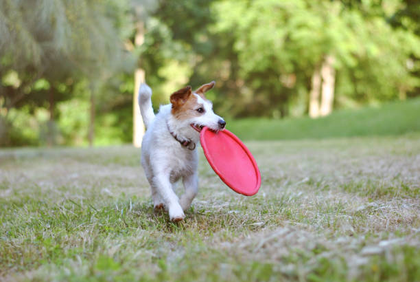 istock ACTIVE JACK RUSSELL DOG CATCHING DISC FRISBEE 1146067429