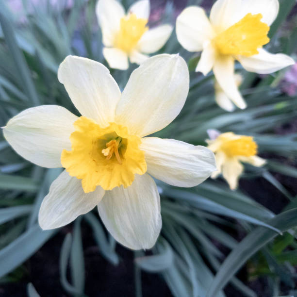istock Flowers daffodils. Yellow daffodils close-up.Daffodils in a flowerbed 1146068687