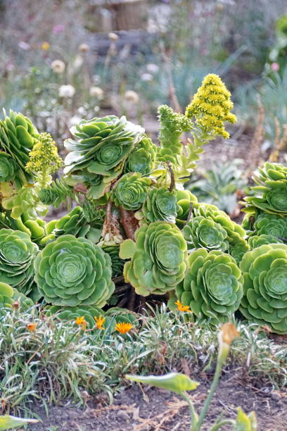 istock Succulents in a park 1146068817