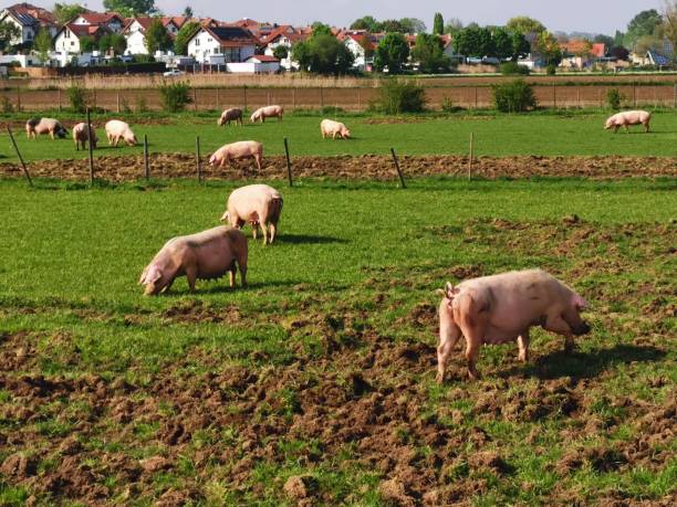 istock organic free pigs on farm 1146070346