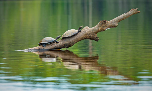 Amazon River Turtle, Ecuador Two Amazon or Charapa river turtles (Podocnemis unifilis) on a branch inside Yasuni national park, Ecuador. This vulnerable species is also found in Venezuela, Colombia, Peru, Brazil and Bolivia. iquitos photos stock pictures, royalty-free photos & images