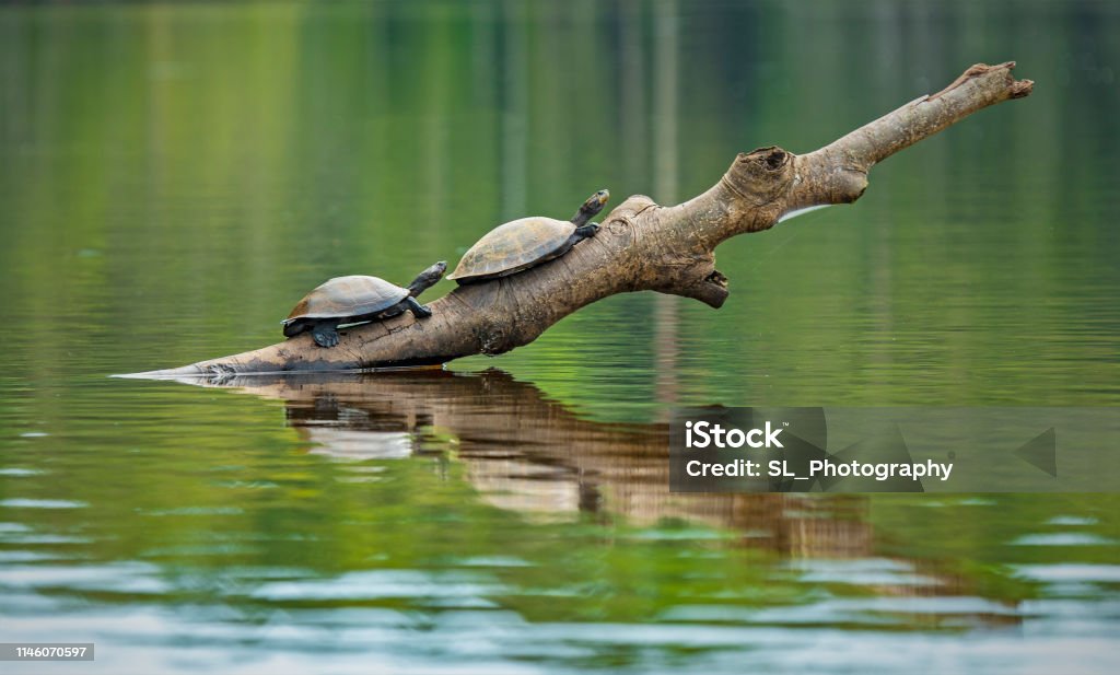 Черепаха реки Амазонка, Эквадор - Стоковые фото Амазония роялти-фри