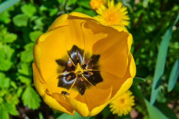 istock Yellow Tulip macro photographed from the top 1146071743