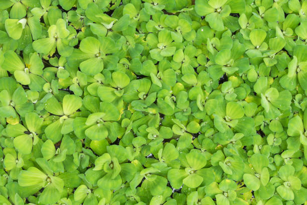 istock Pattern of green leaf background and texture, Leaf of water lettuce background 1146071826