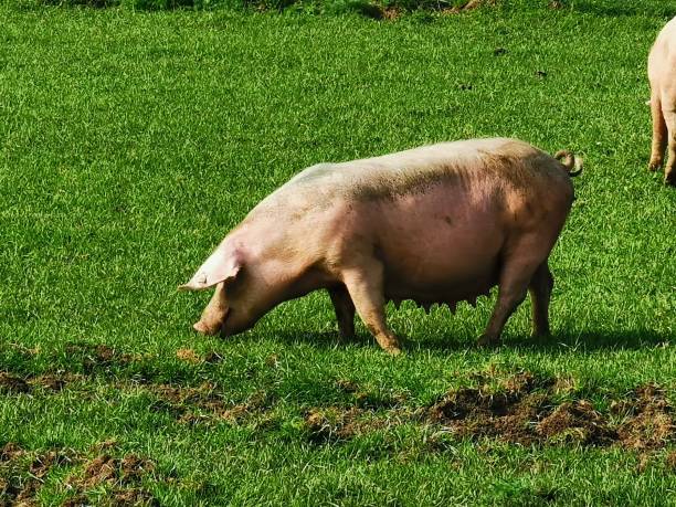 istock organic free pigs on farm 1146071932