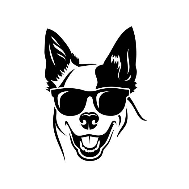 illustrations, cliparts, dessins animés et icônes de chien australien de bovins portant des lunettes de soleil-illustration vectorielle - cattle dog