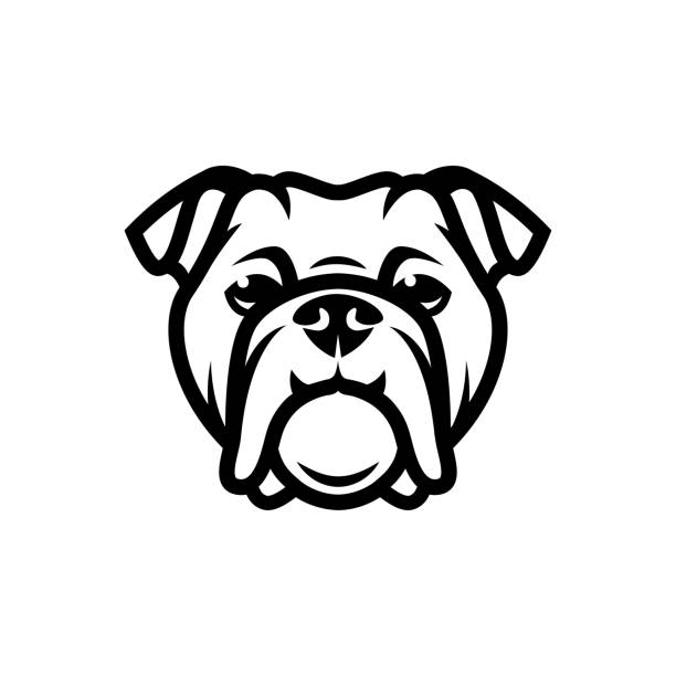 ilustraciones, imágenes clip art, dibujos animados e iconos de stock de ilustración vectorial inglesa de bulldog con cara aislada - bulldog